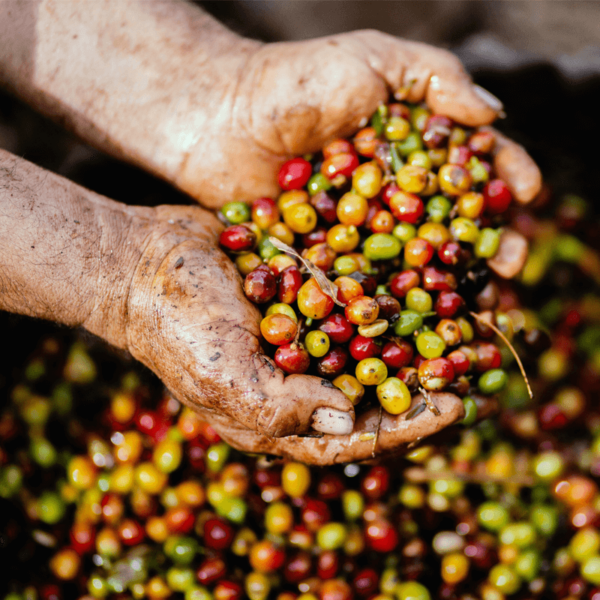 Hands holding freshly picked coffee cherries